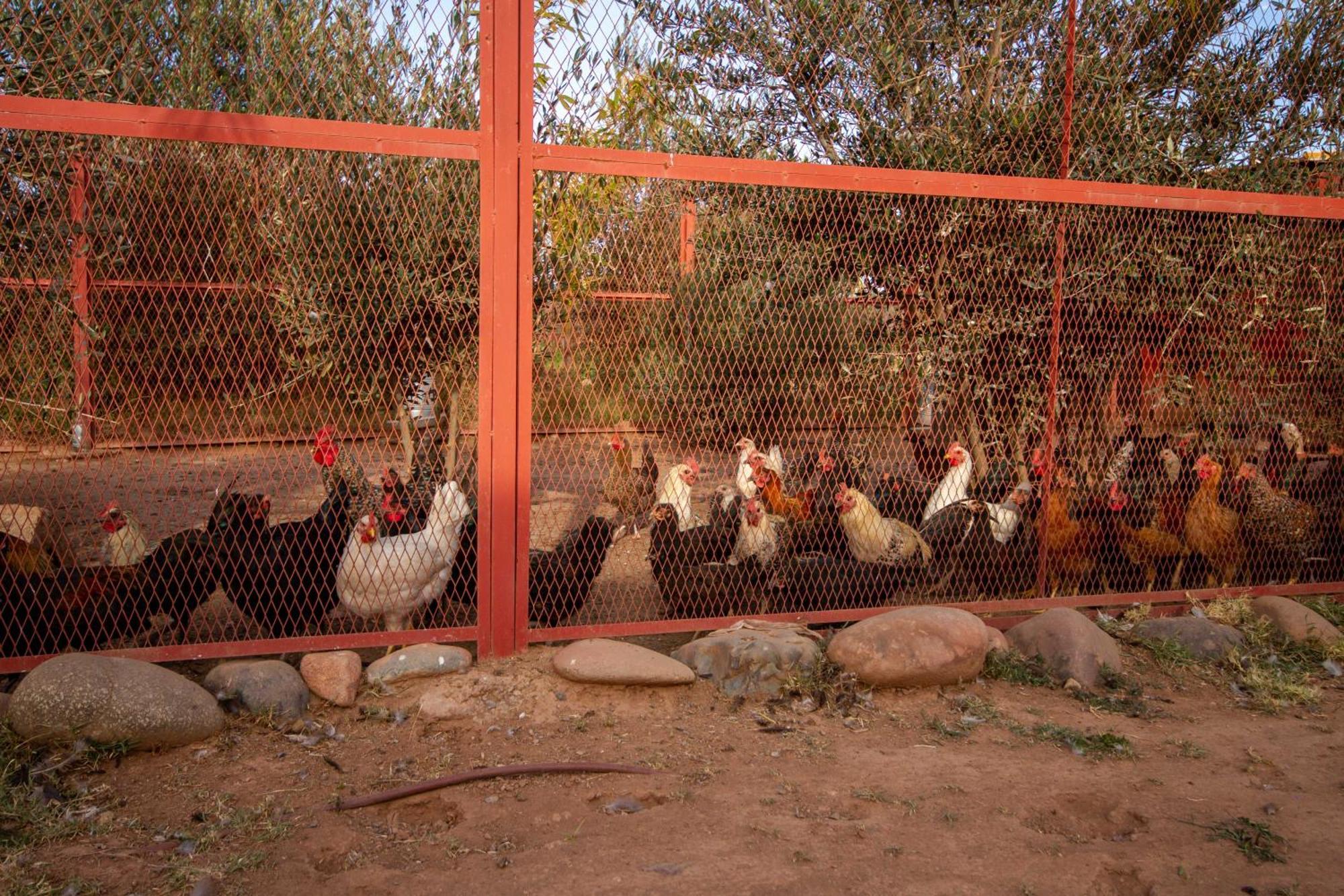 La Ferme De Lalladom Tameslouht Extérieur photo